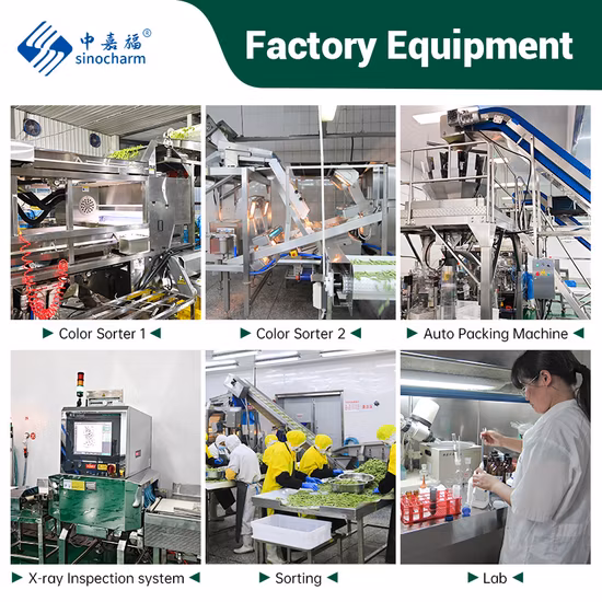 売れ筋のココナッツ/ティーツリー/ブルーベリーの葉